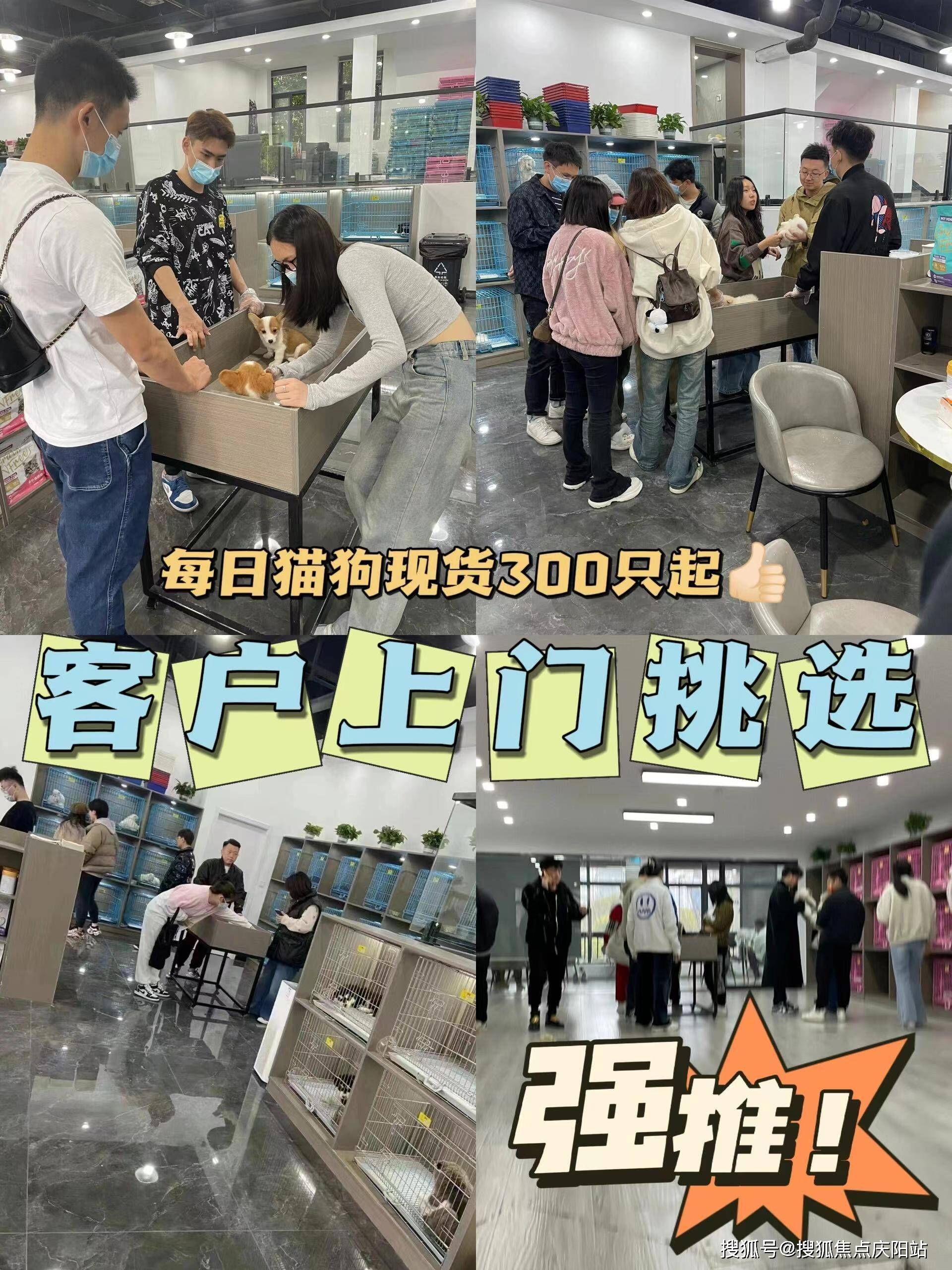 合肥买萨摩耶犬首页网站(合肥瑶海区)哪里有萨摩耶犬出售