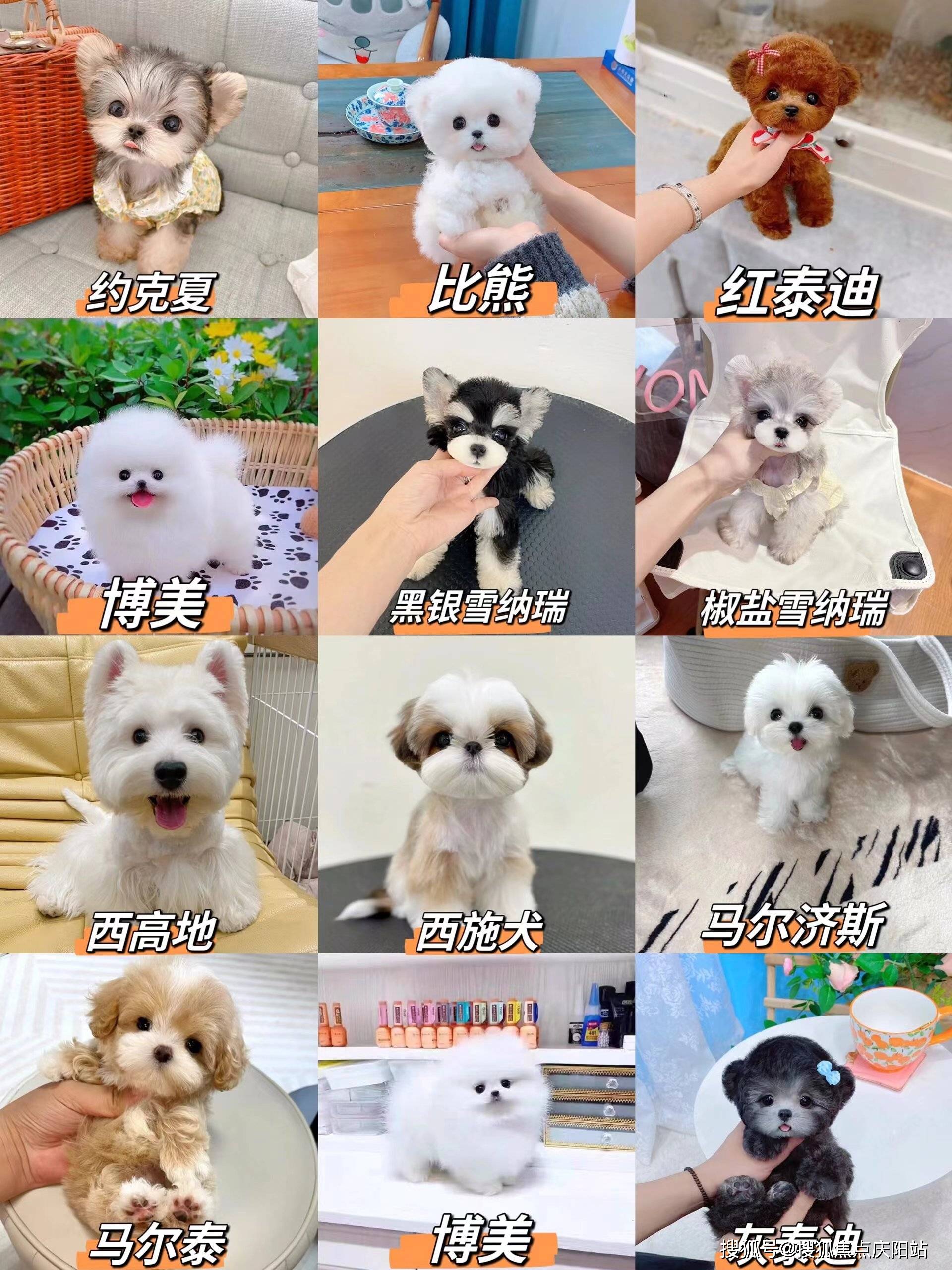 苏州买萨摩耶犬首页网站(苏州姑苏区)买萨摩耶犬在哪里买靠谱又便宜