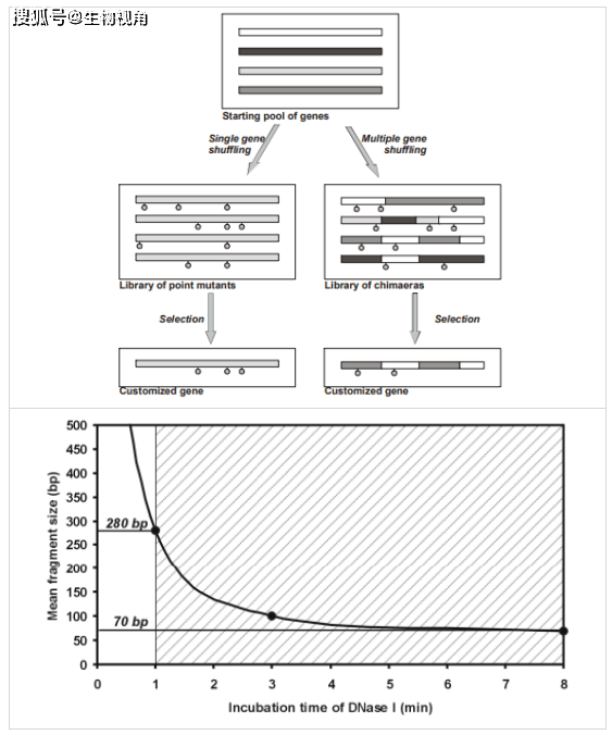 DNA shuffling图片