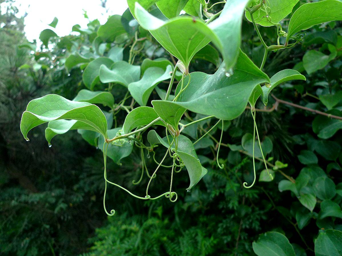 我见到的山东本土植物和园林栽培植物