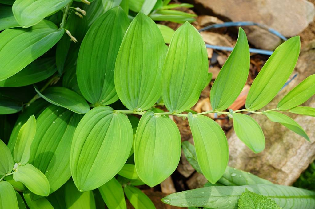 我见到的山东本土植物和园林栽培植物(303)玉竹