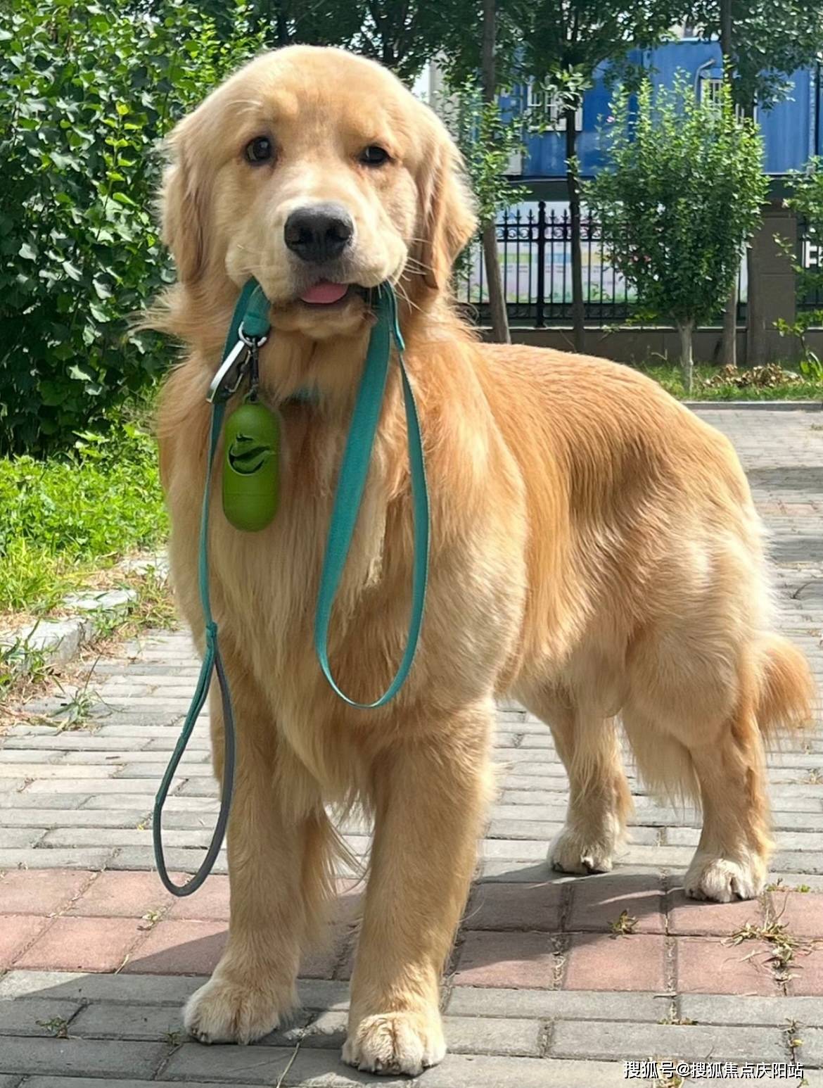 苏州买金毛犬首页网站(苏州姑苏区)哪里有金毛犬出售