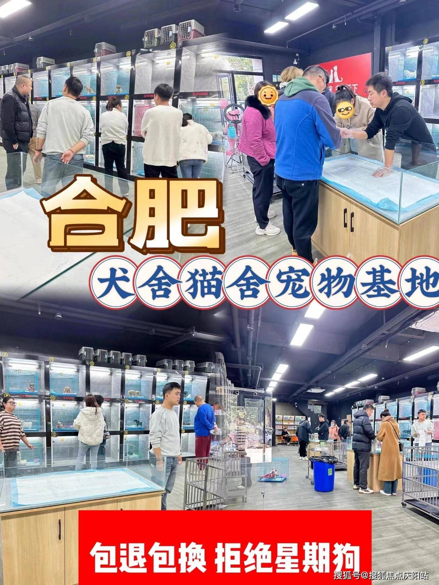 合肥瑶海区卖金毛犬的地方?合肥这个基地选购金毛犬更靠谱,售后有保障