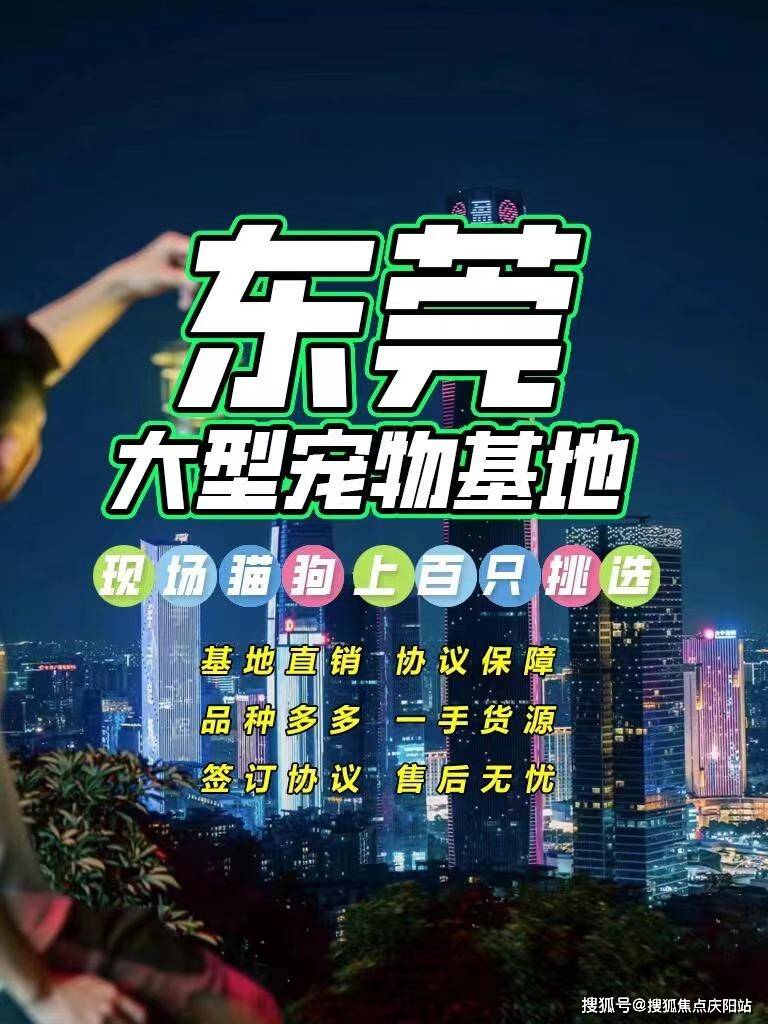 东莞莞城买金毛犬在哪里买靠谱又便宜?