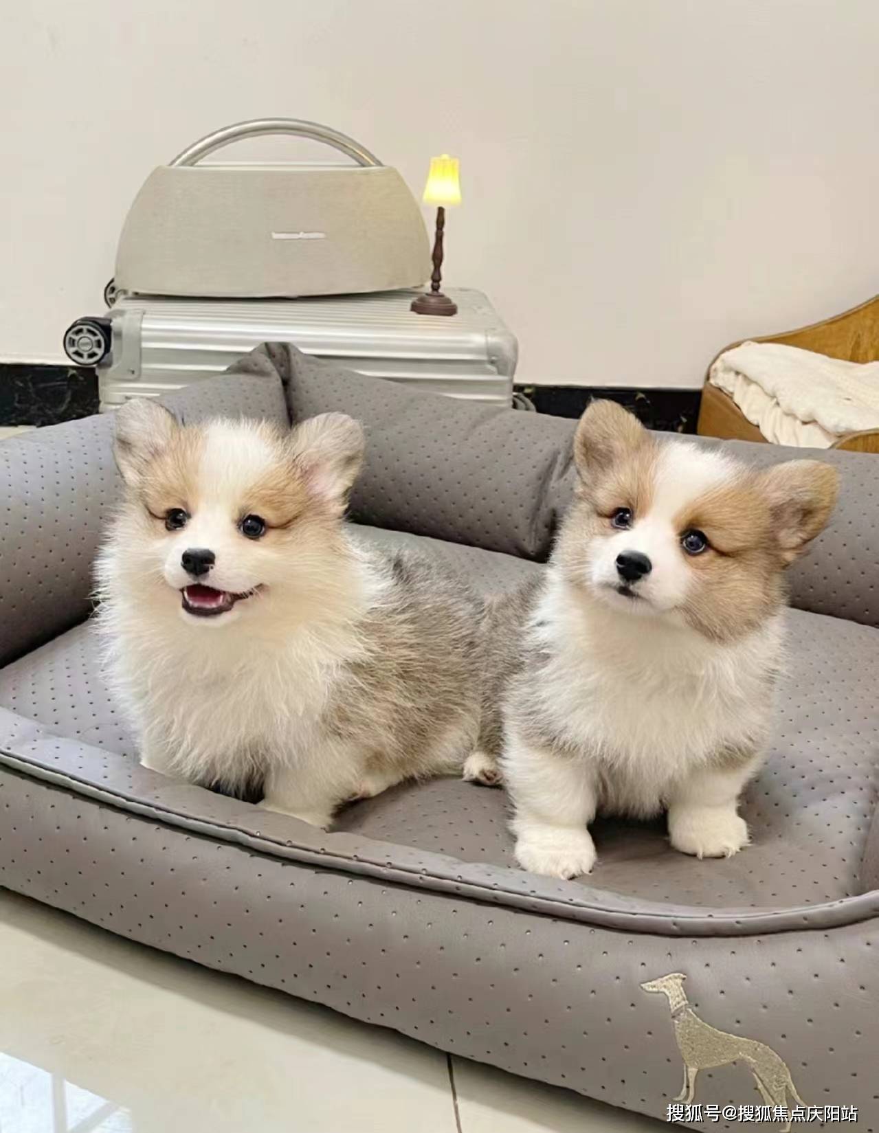 西安买柯基犬首页网站(西安未央区)柯基犬多少钱一只