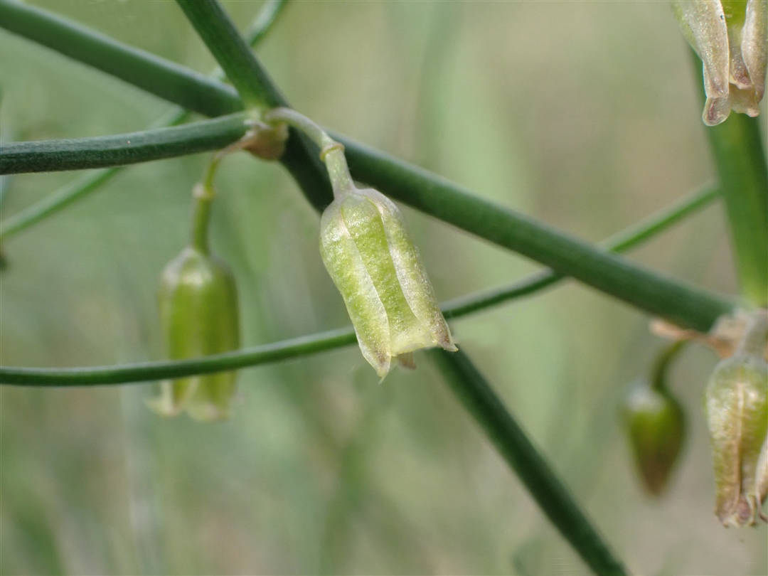 我见到的山东本土植物和园林栽培植物(309)兴安天门冬
