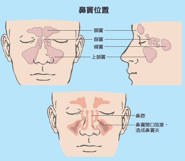 鼻粘膜位置图片图片