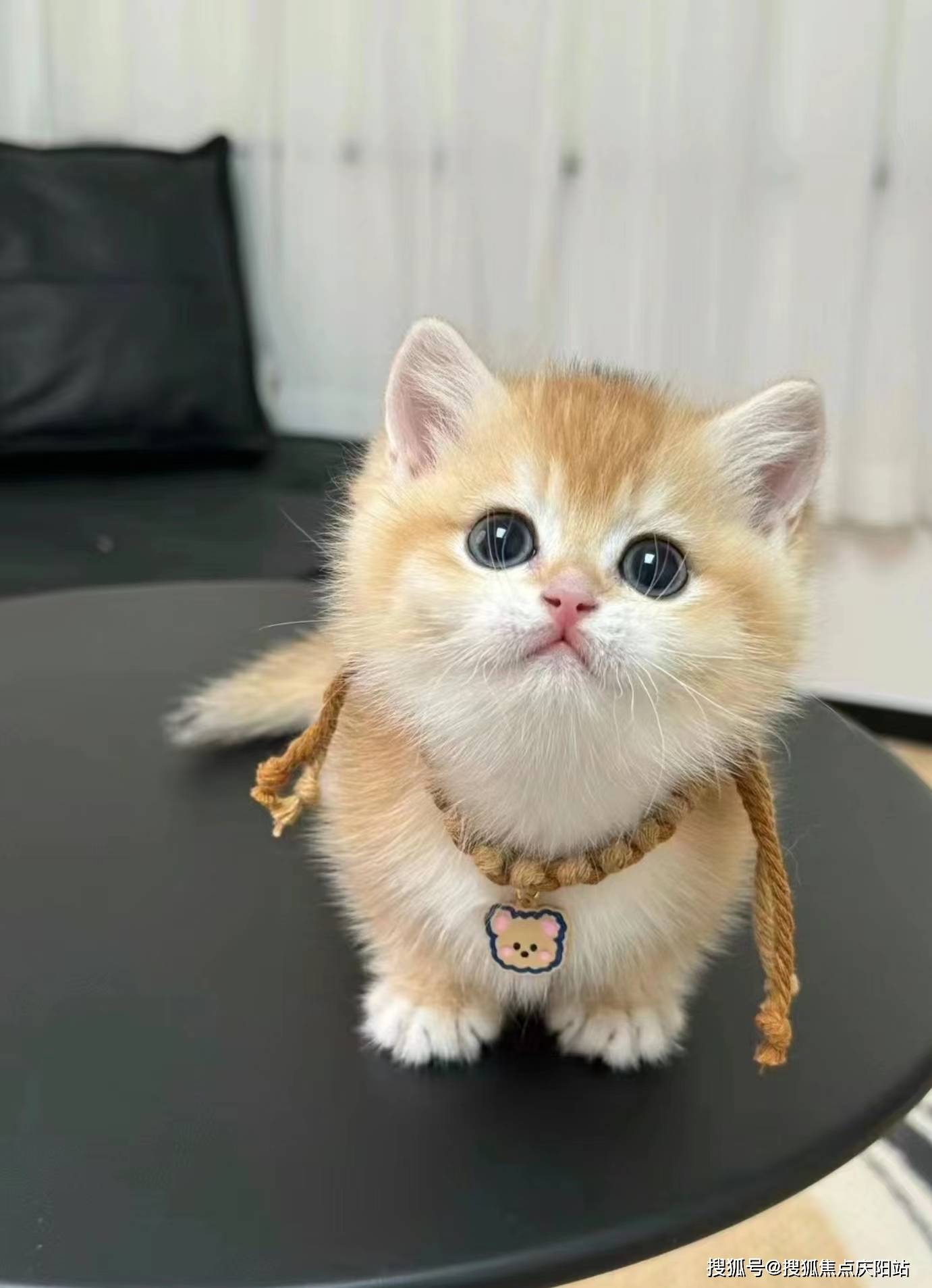 合肥买金渐层首页网站(合肥瑶海区)哪家宠物店买金渐层猫比较纯