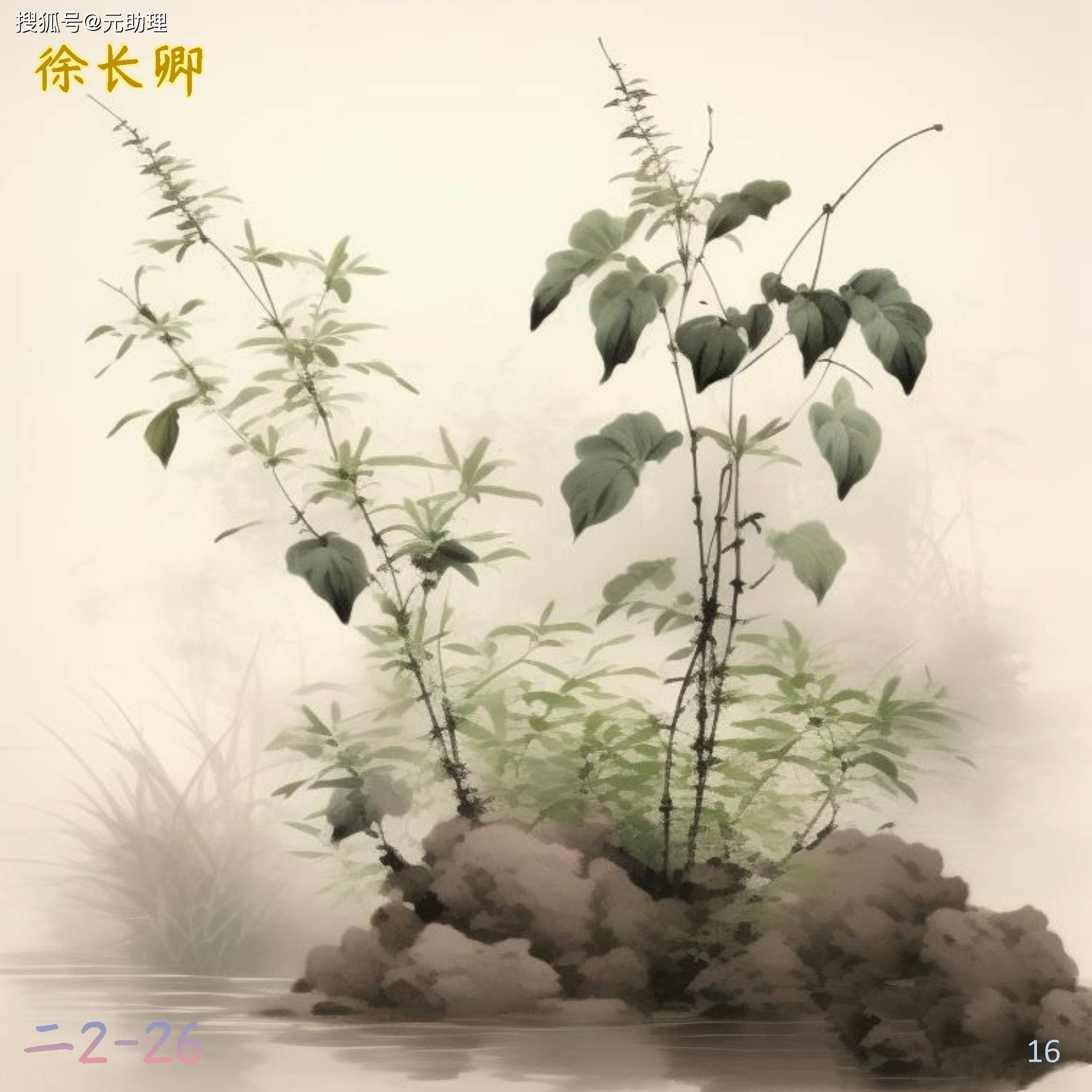 杜衡 白微,细辛 白茅,紫金牛 锦地罗《纲目》山花(下)_菅茅_参考_扫描