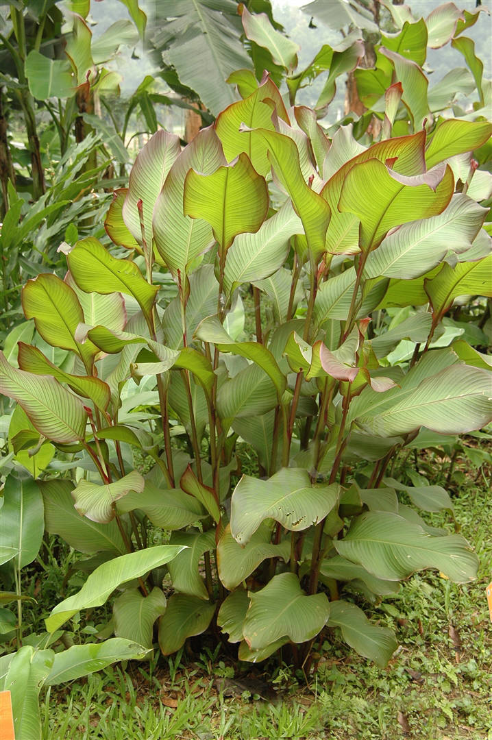 我见到的山东本土植物和园林栽培植物