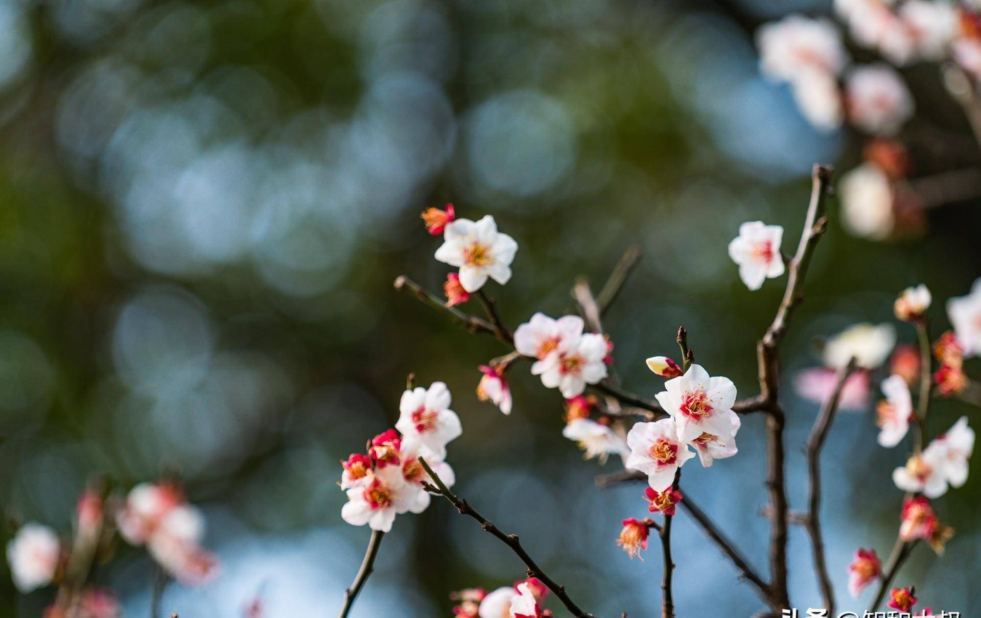 壁纸 花 桌面 1920_1210