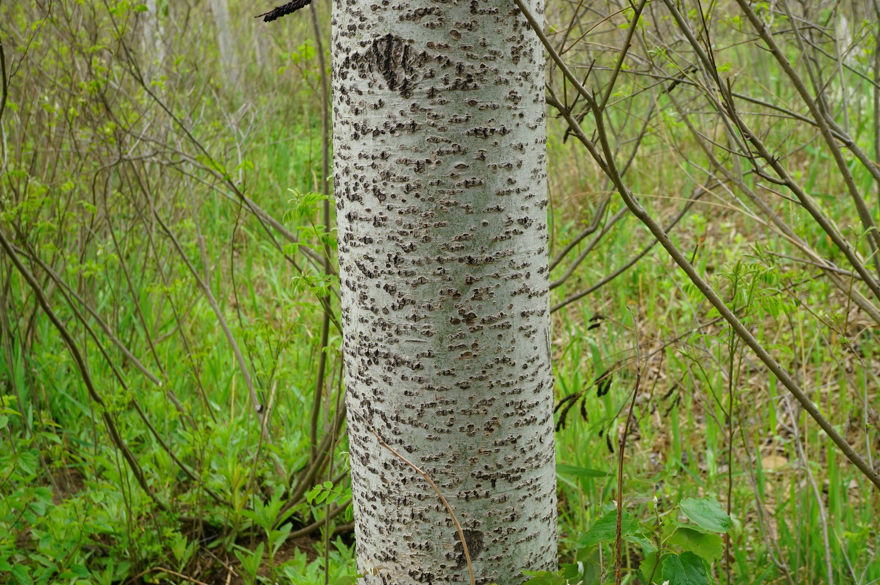 我见到的山东本土植物和园林栽培植物(350)毛白杨