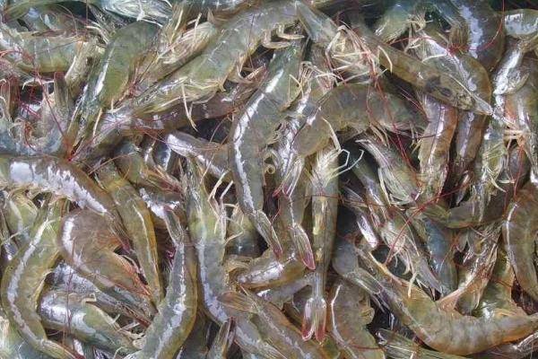 白对虾孢子虫症状和预防控制