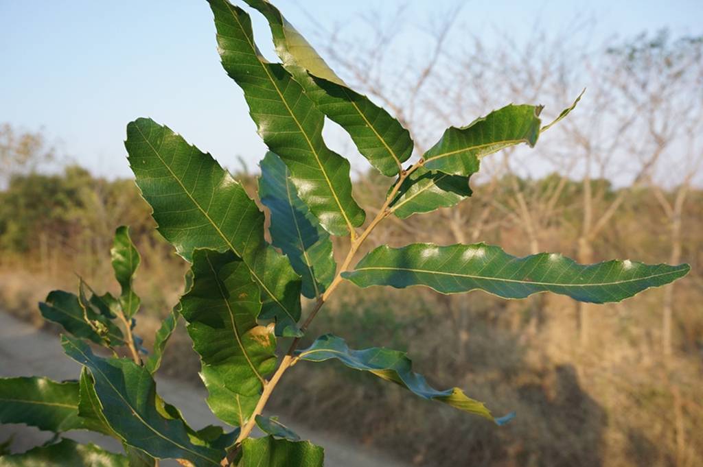 我见到的山东本土植物和园林栽培植物（359）栓皮栎_树皮_黑褐色_坚果