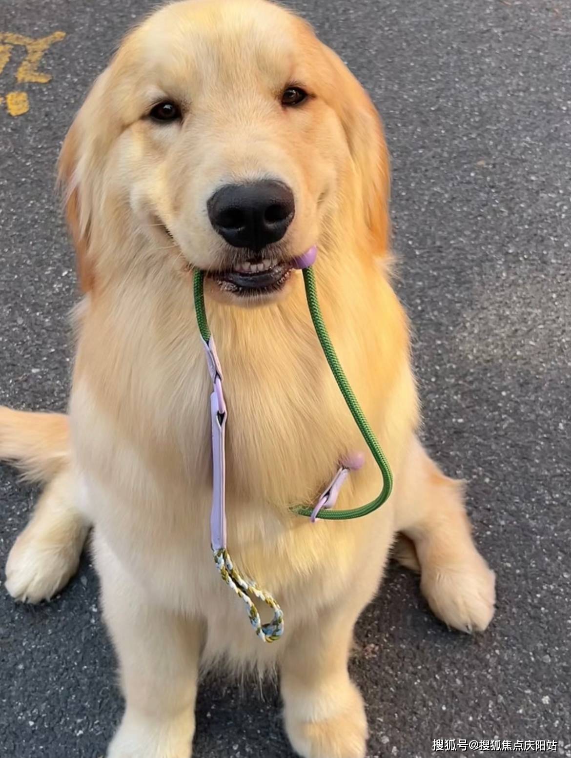 无锡买金毛犬首页网站(无锡新吴区)哪里可以买到品相好的金毛犬