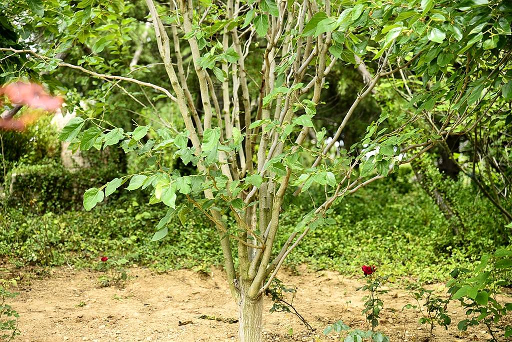 我见到的山东本土植物和园林栽培植物
