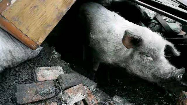 猪坚强的图片地震图片