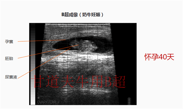 母牛妊娠b超图图片