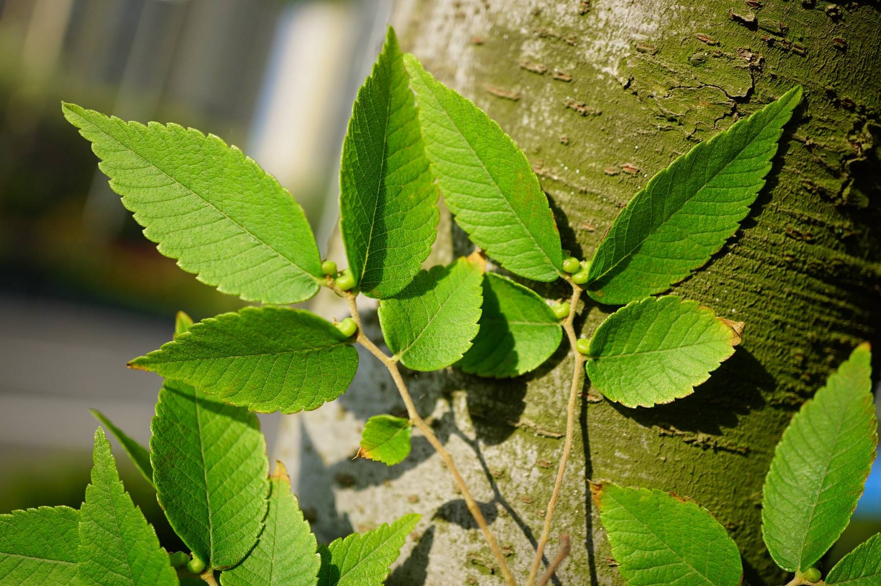 我见到的山东本土植物和园林栽培植物(400)大叶榉树(栽培)