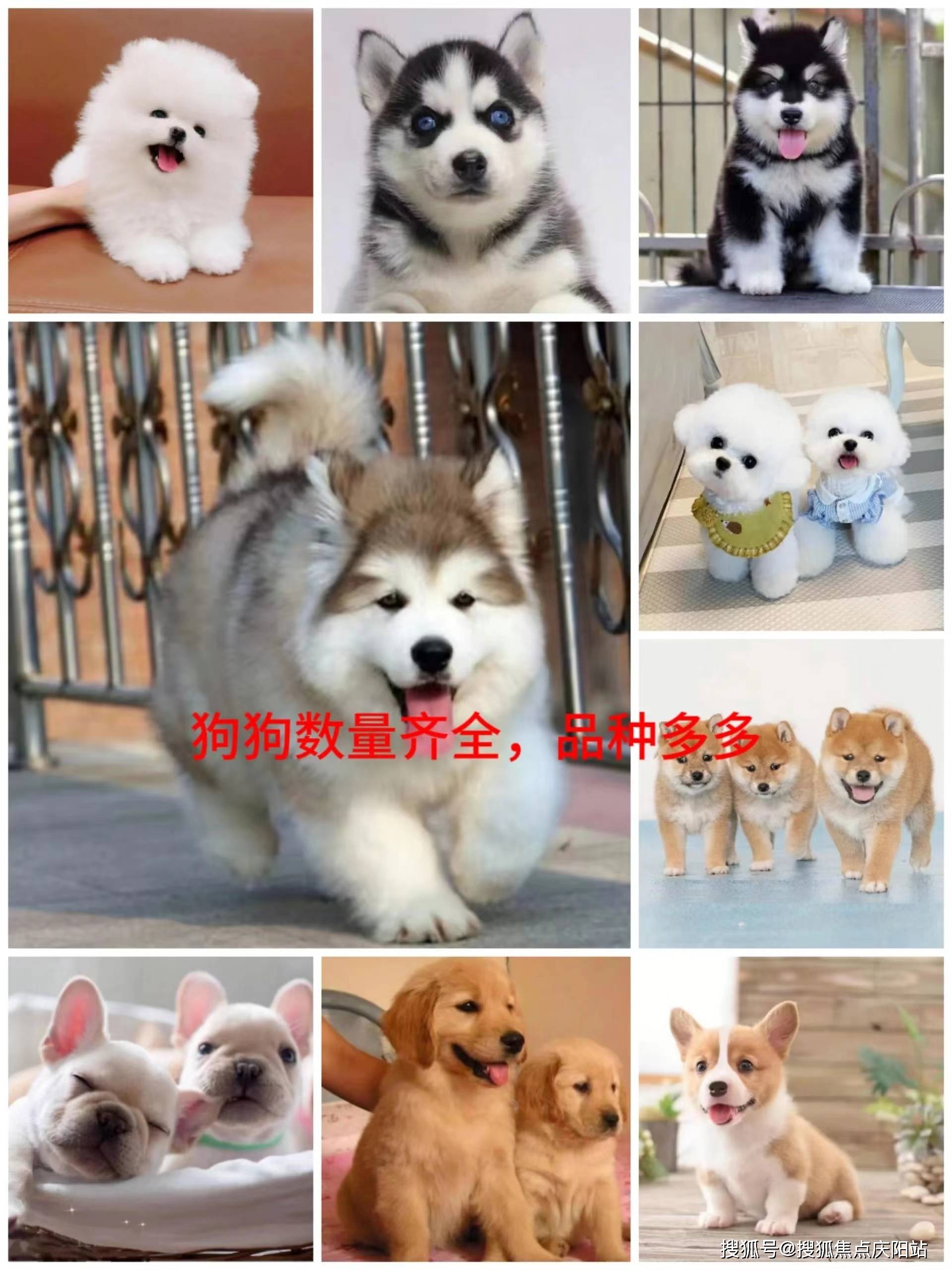 湖州买博美犬首页网站(湖州吴兴区)买博美犬哪里比较安全