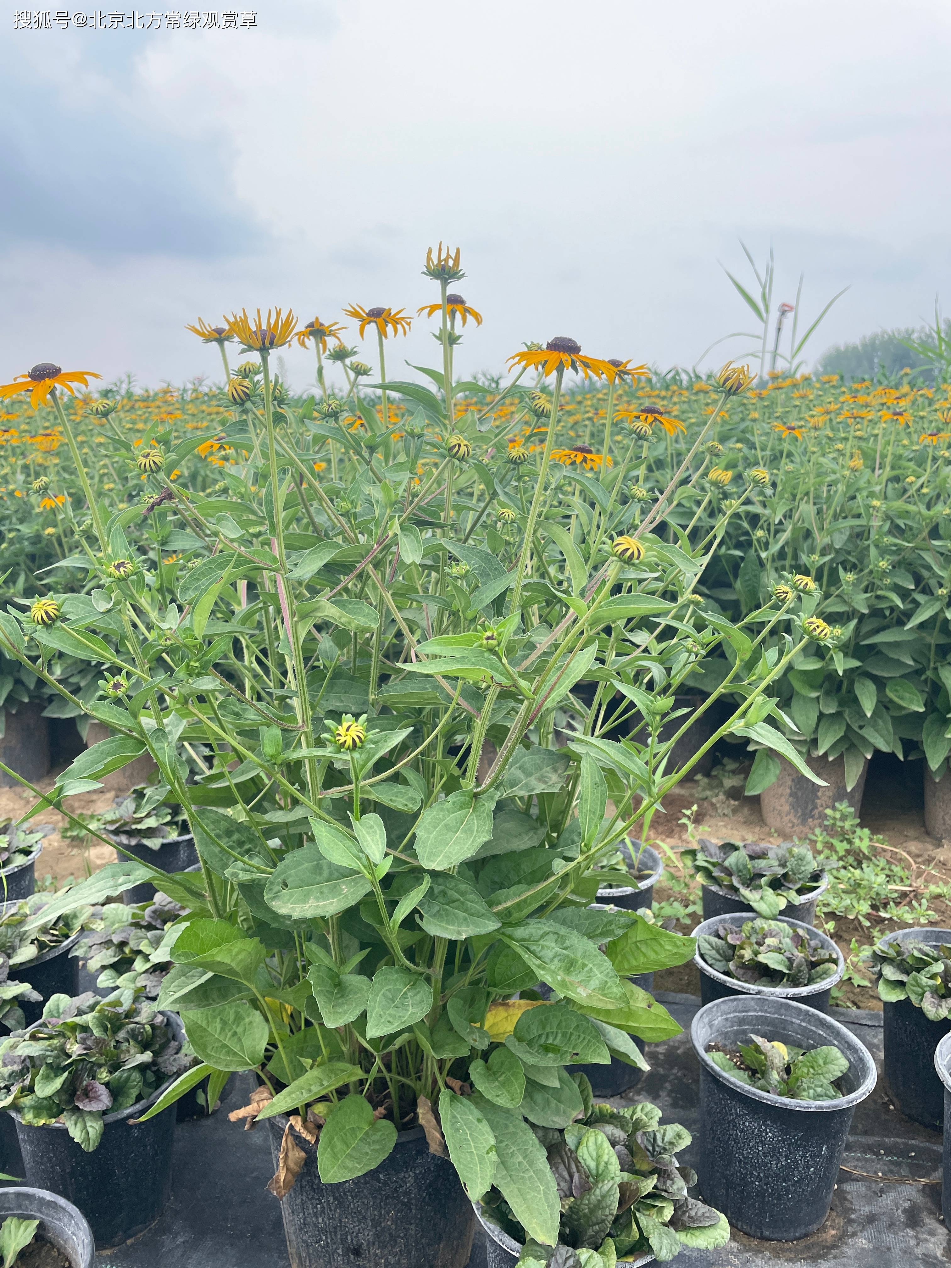 多年生植物金光菊的生长管理要点【金光菊杯苗】