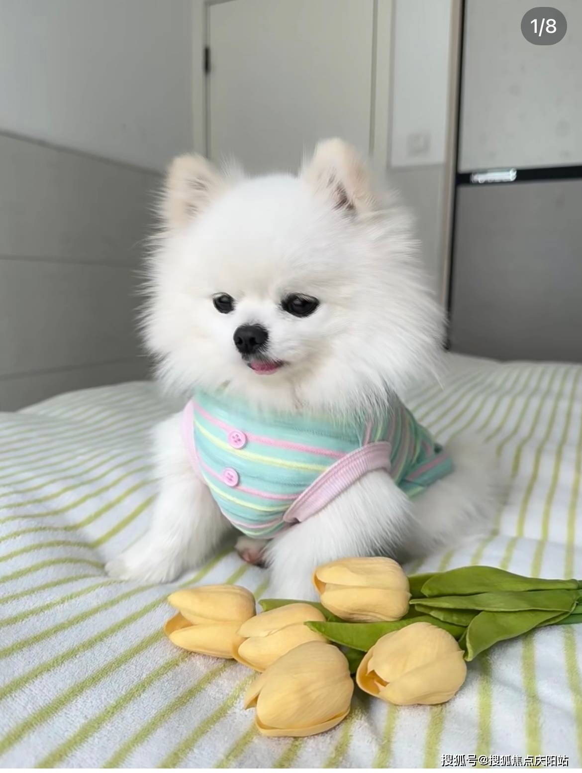 苏州买博美犬首页网站(苏州吴中区)买博美犬哪里比较安全