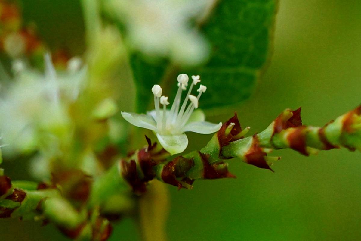 我见到的山东本土植物和园林栽培植物(420)虎杖