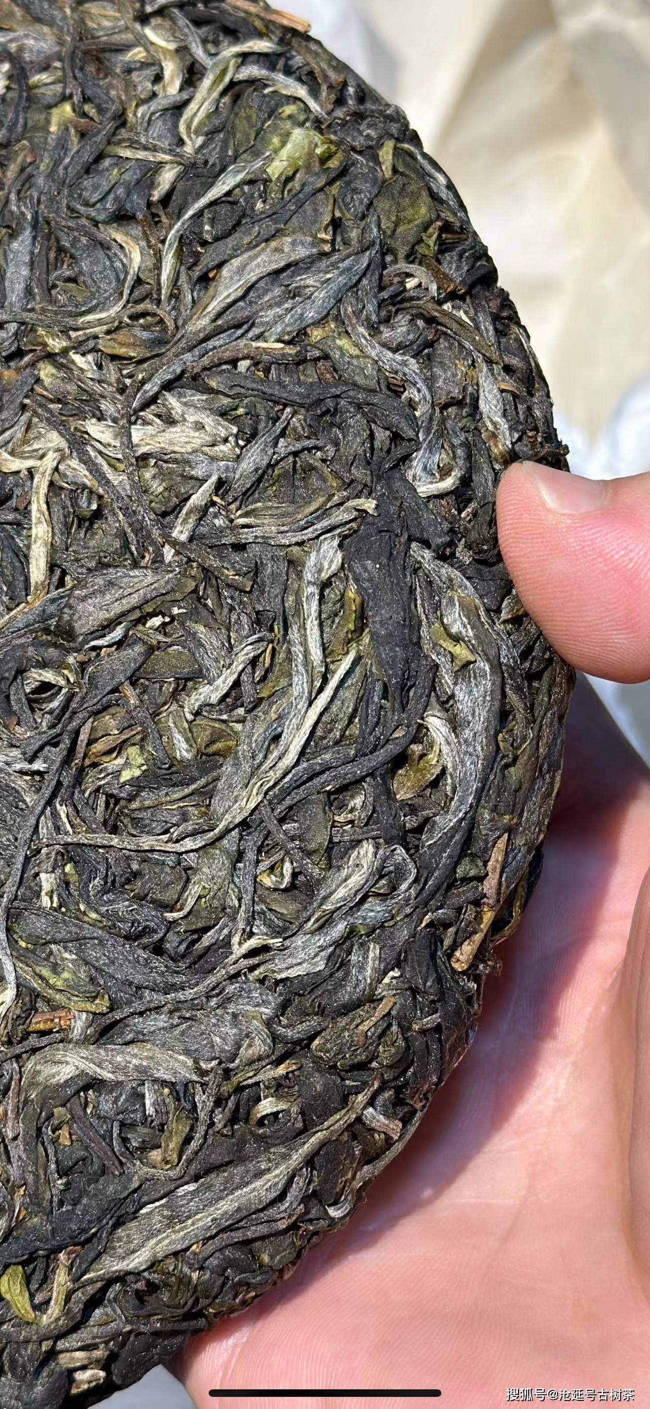 沧延号2024临沧梅子箐单株纯料生茶