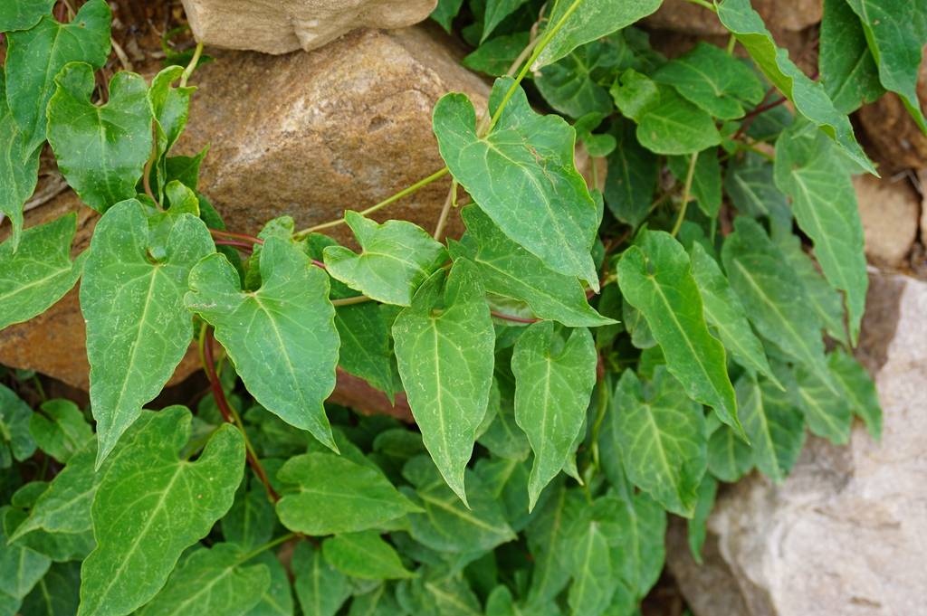 我见到的山东本土植物和园林栽培植物