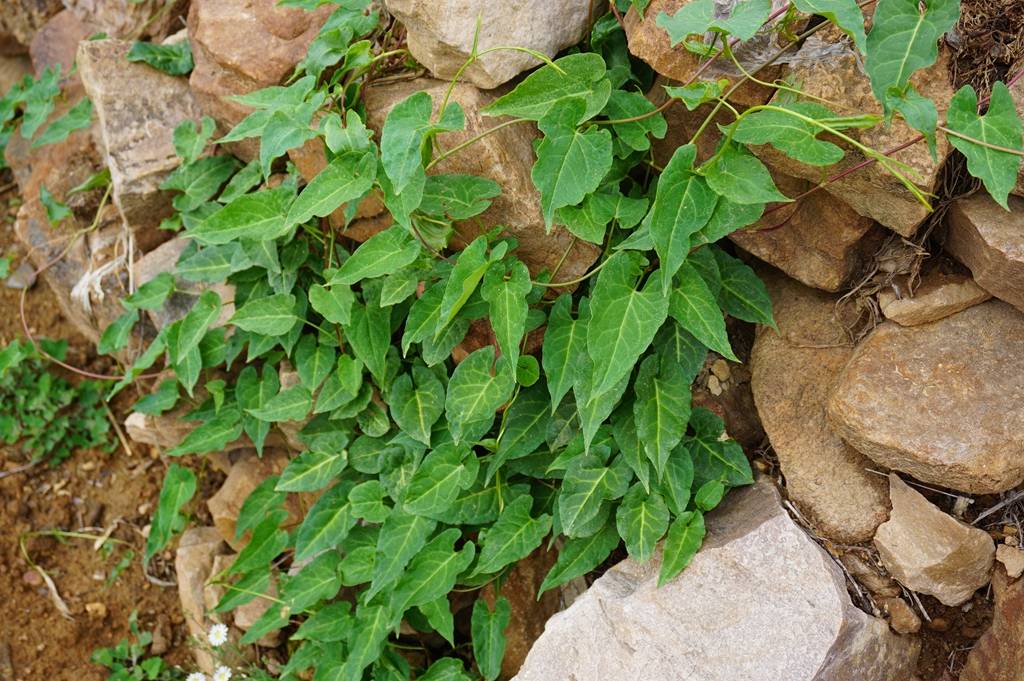 我见到的山东本土植物和园林栽培植物