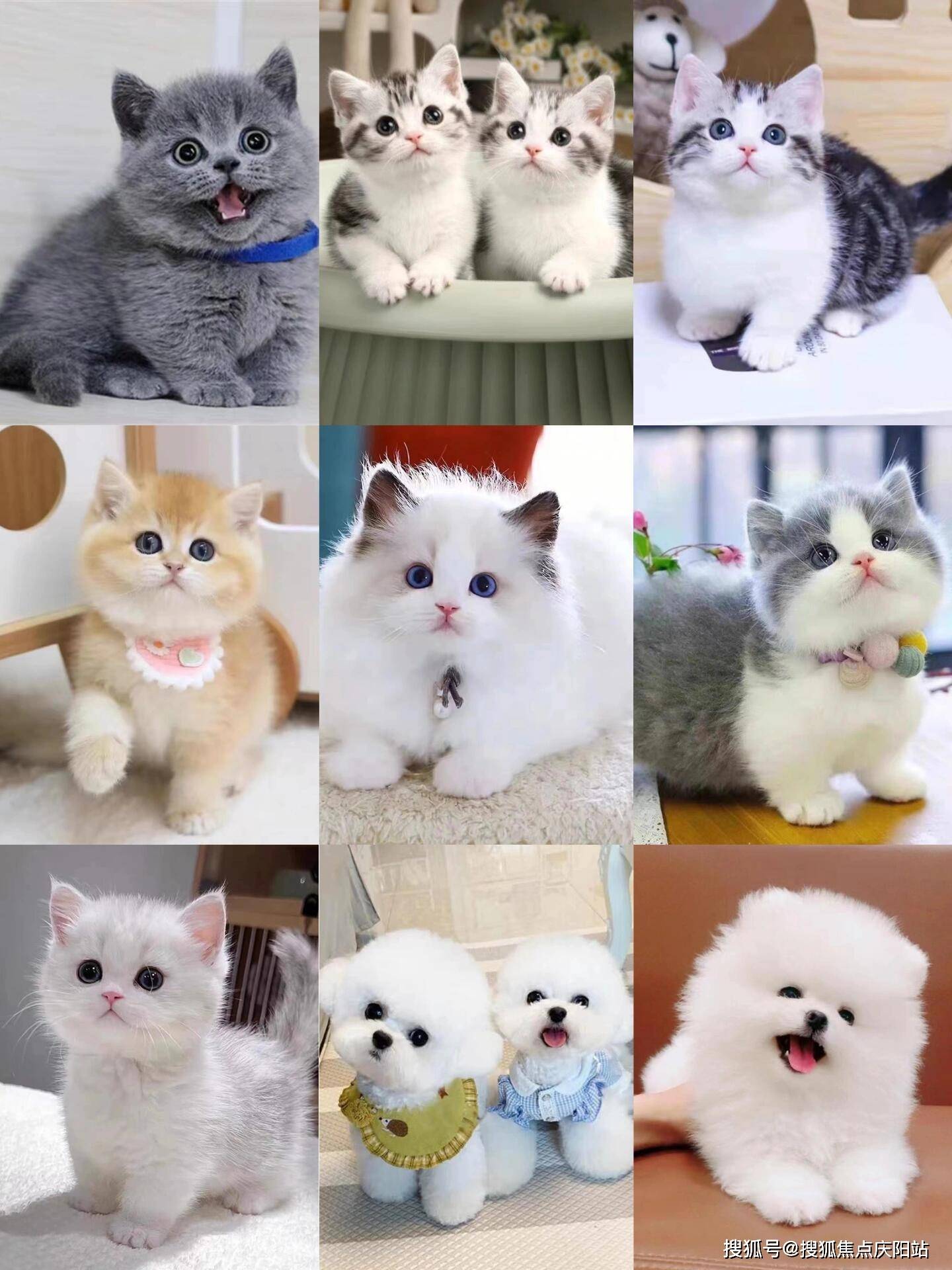 北京买英短蓝白猫首页网站(北京海淀区)哪里有英短蓝白猫卖