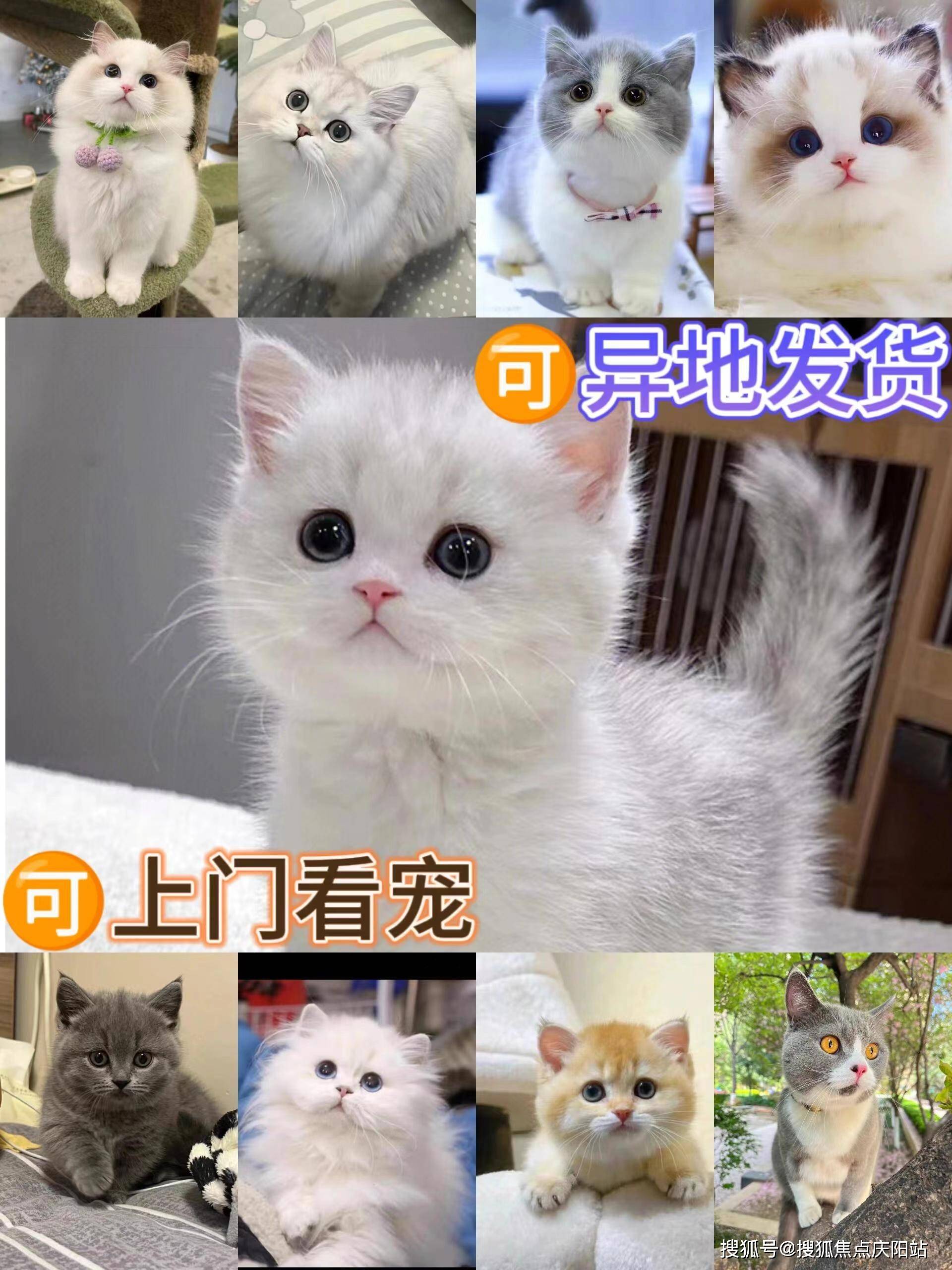 东莞买英短蓝白猫首页网站(东莞东城)哪里可以买到品相好的英短蓝白猫