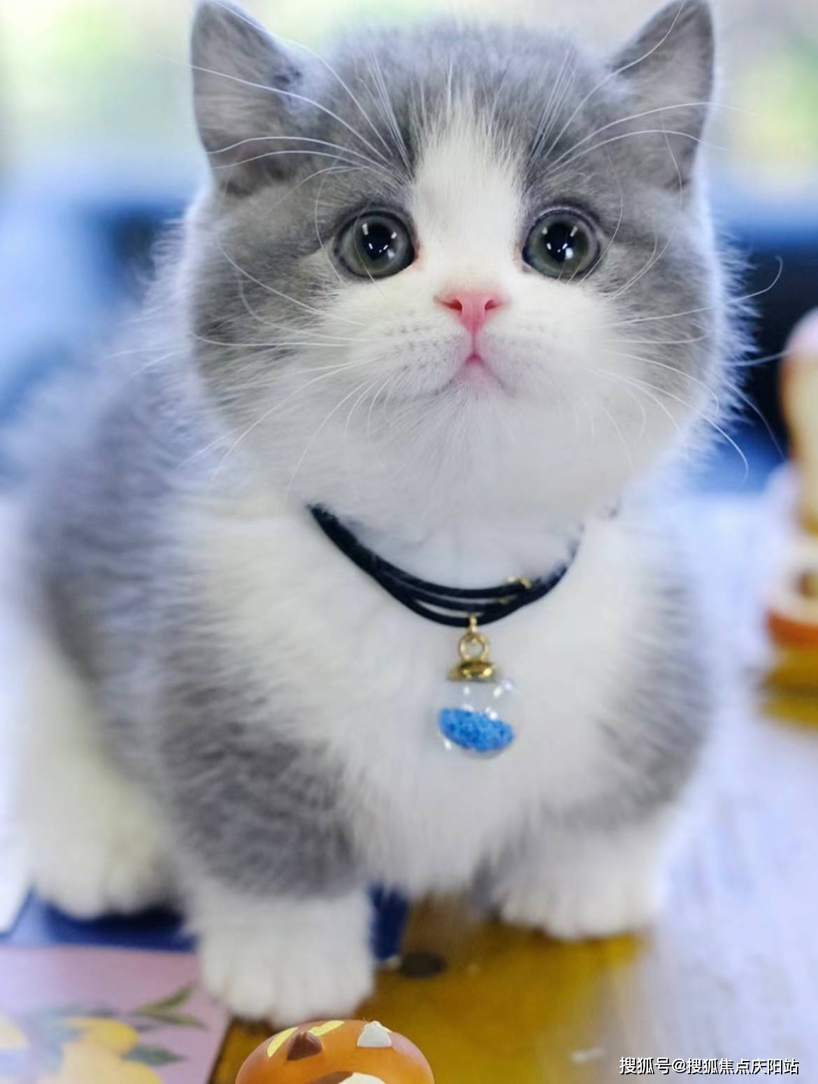 合肥买英短蓝白猫首页网站(合肥蜀山区)买英短蓝白猫哪里比较安全