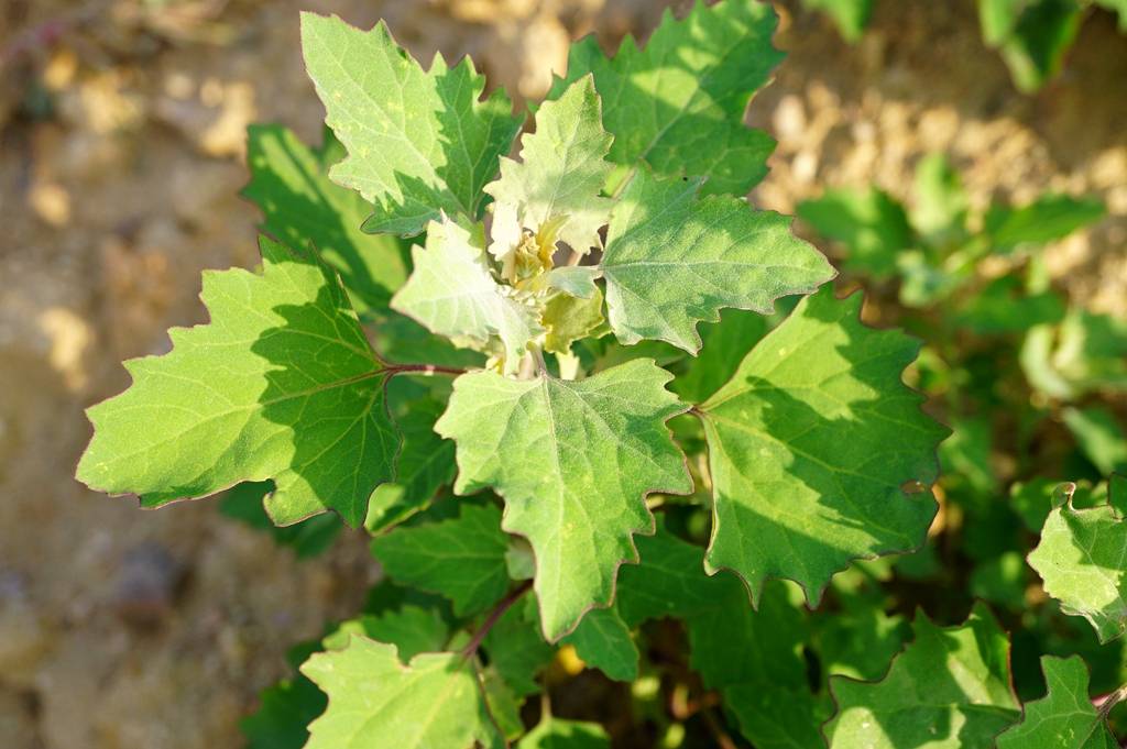 我见到的山东本土植物和园林栽培植物(431)藜