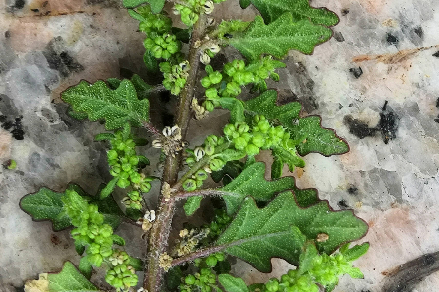 我见到的山东本土植物和园林栽培植物(435)灰绿藜?