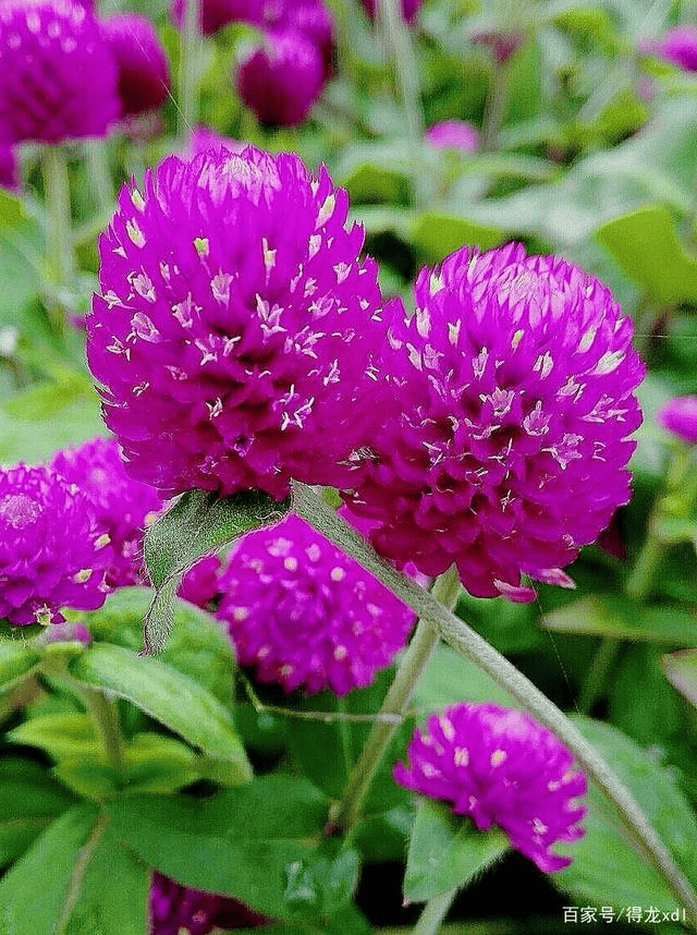 我见到的山东本土植物和园林栽培植物(444)千日红(栽培)