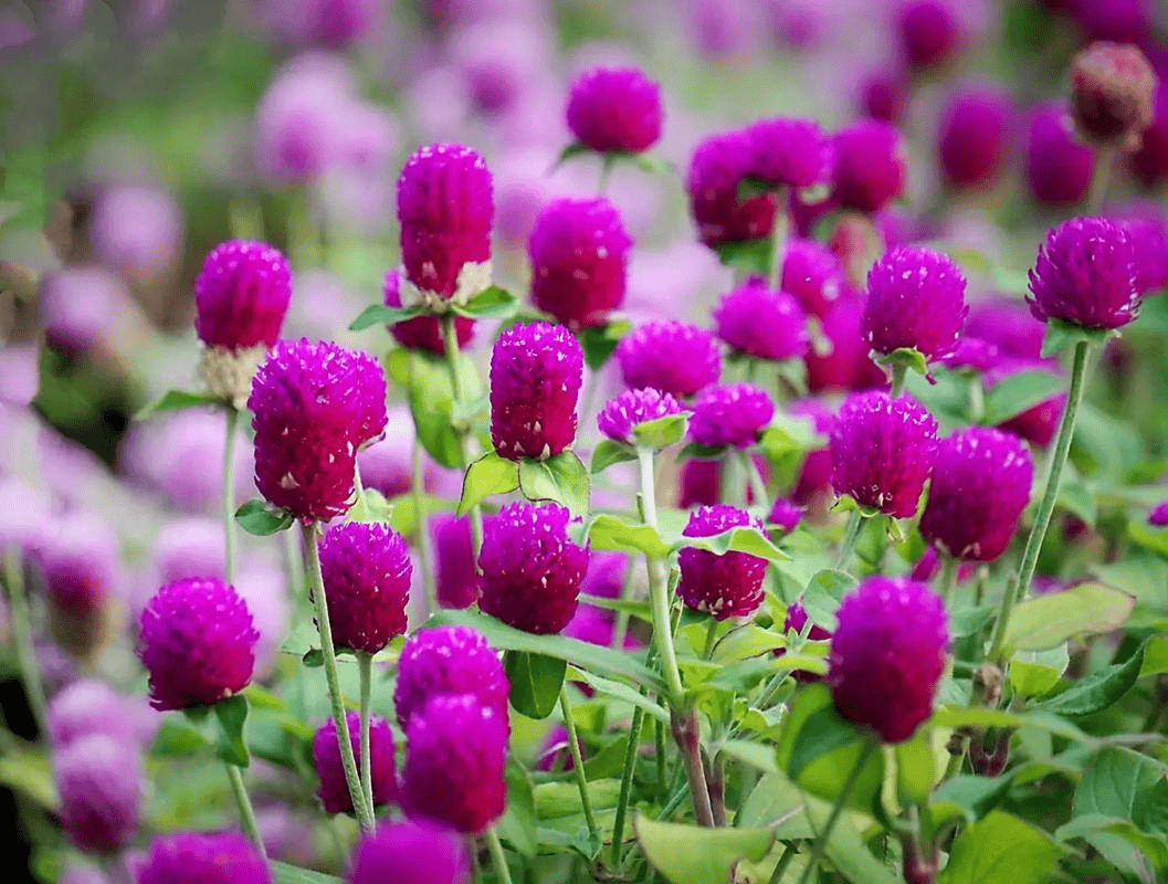 我见到的山东本土植物和园林栽培植物(444)千日红(栽培)_顶端_白色