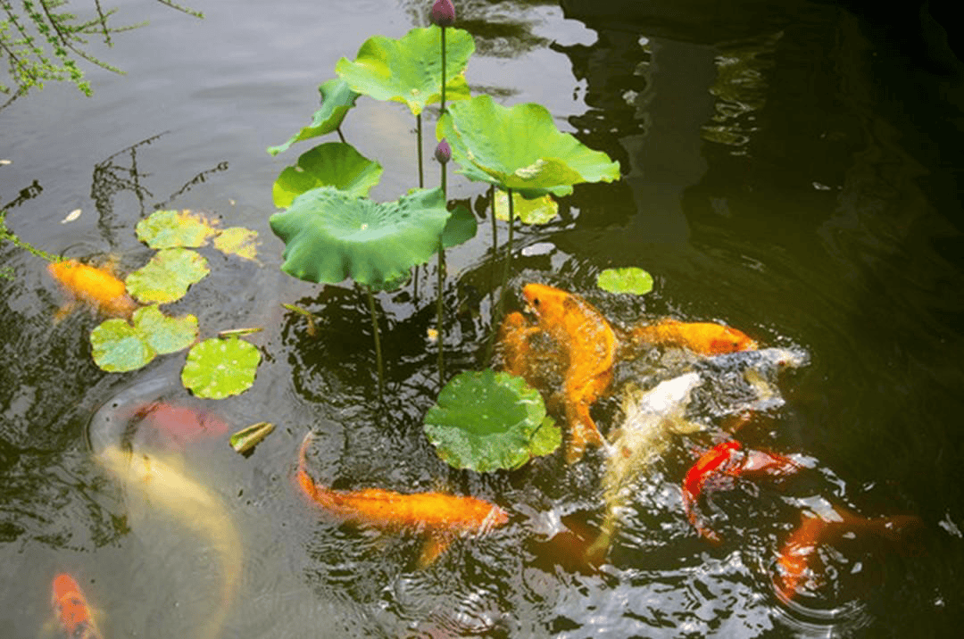 春天的池塘图片大全图片