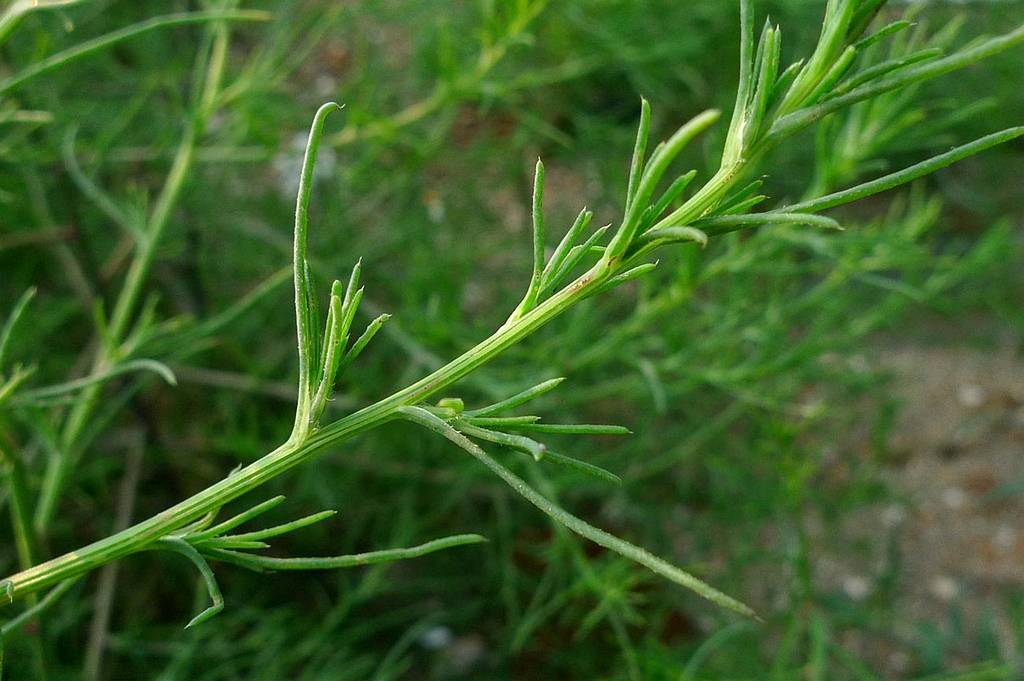 猪尾巴野菜图片