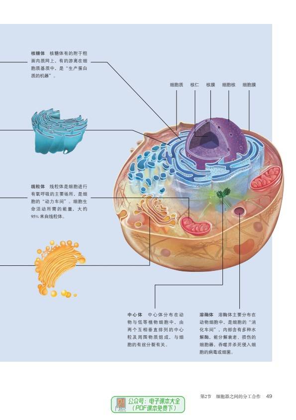 2024暑假预习高一生物必修1分子与细胞高中必修一电子课本pdf高清版