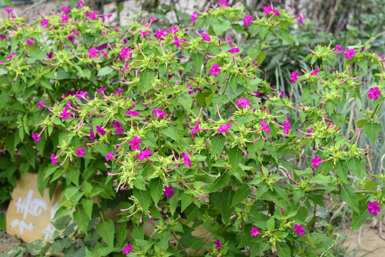 我见到的山东本土植物和园林栽培植物