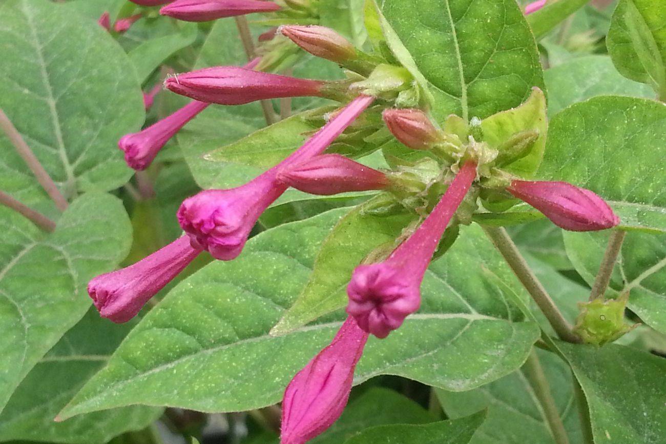 我见到的山东本土植物和园林栽培植物(462)紫茉莉