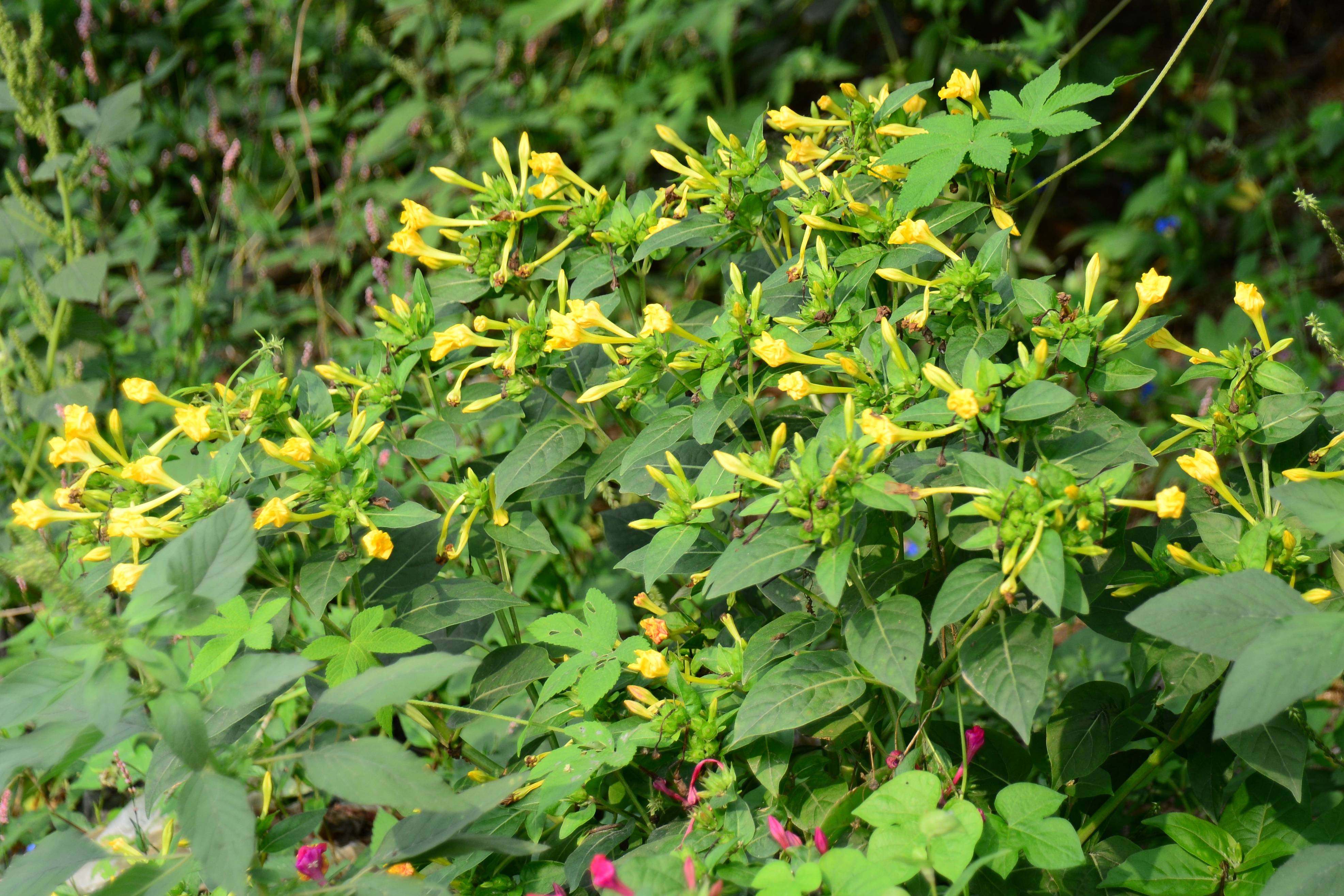 我见到的山东本土植物和园林栽培植物