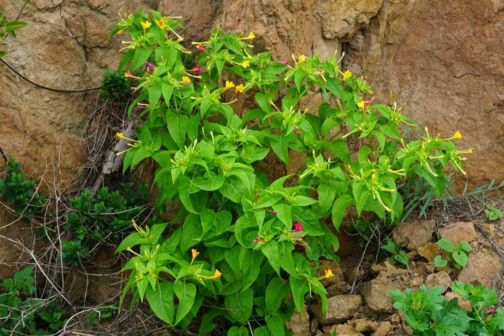 我见到的山东本土植物和园林栽培植物(462)紫茉莉