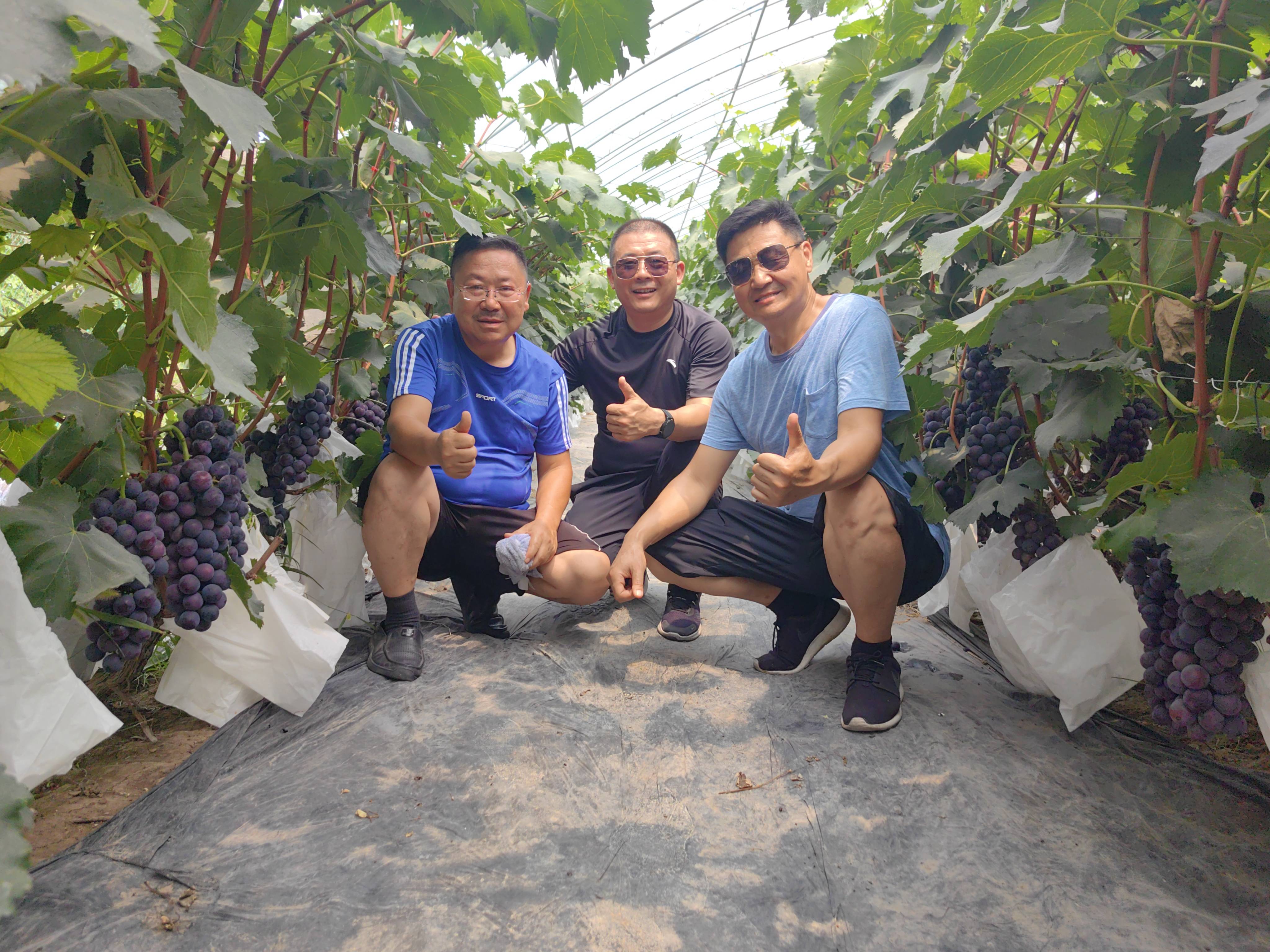 落药河畔葡萄香 农业观光正当时