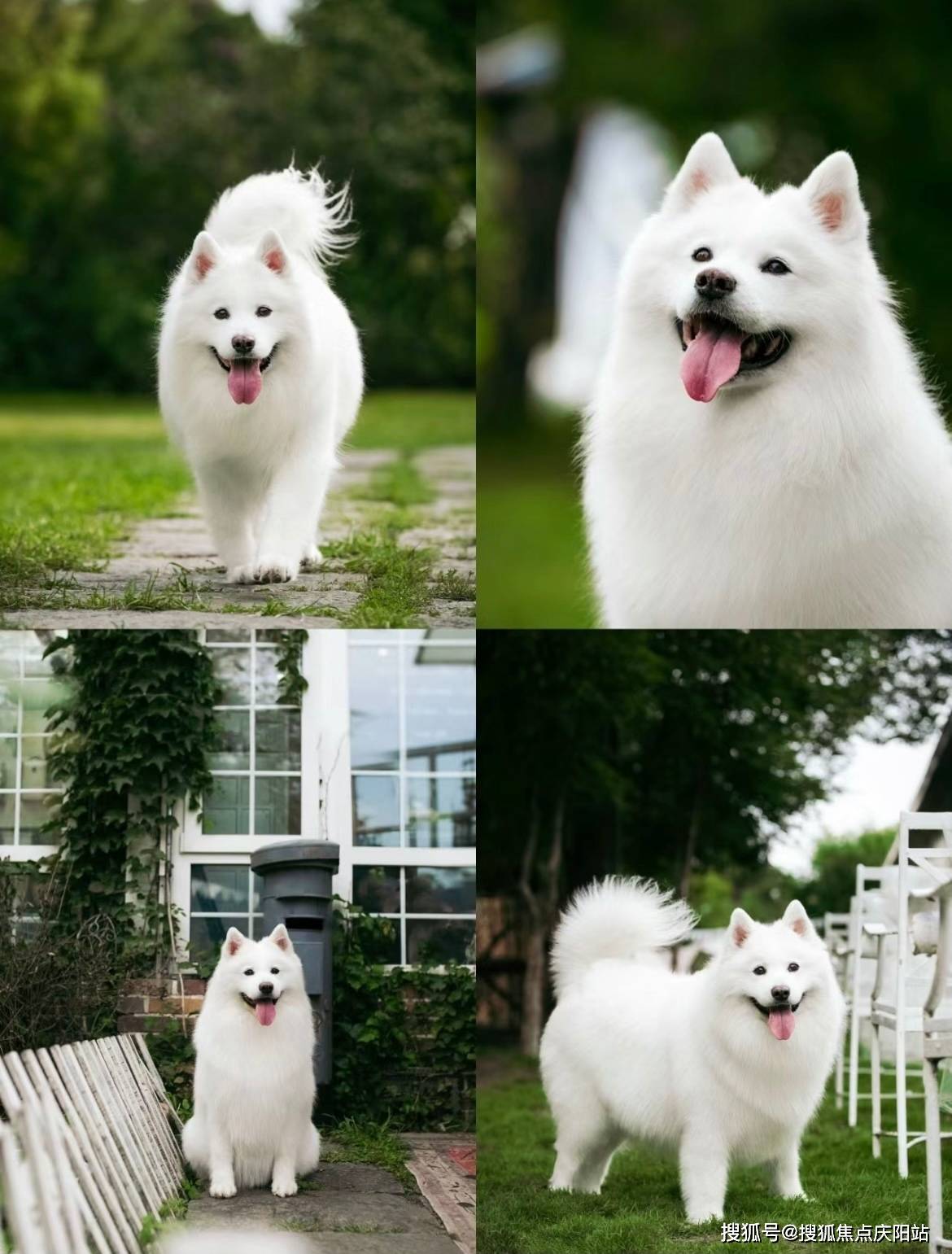 上海买萨摩耶犬首页网站上海闵行区买萨摩耶犬哪里有实体店