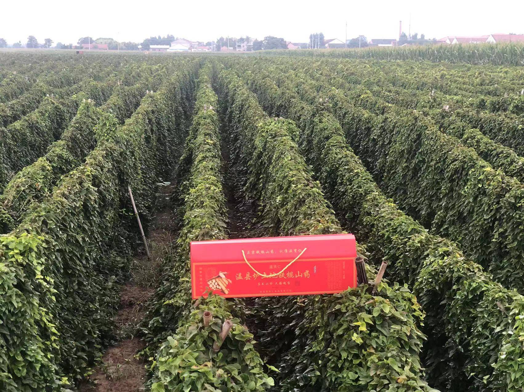 温县垆土铁棍山药作为一种珍贵的中草药材与食材,道地养生,产地直发送