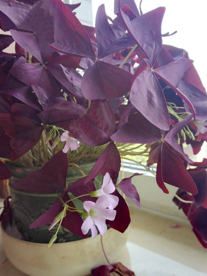 我见到的山东本土植物和园林栽培植物(499)三角紫叶酢浆草