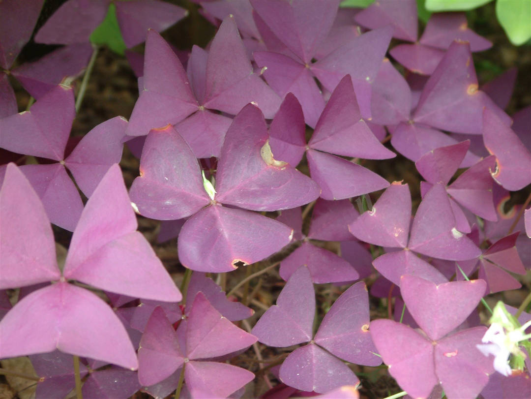 我见到的山东本土植物和园林栽培植物(499)三角紫叶酢浆草
