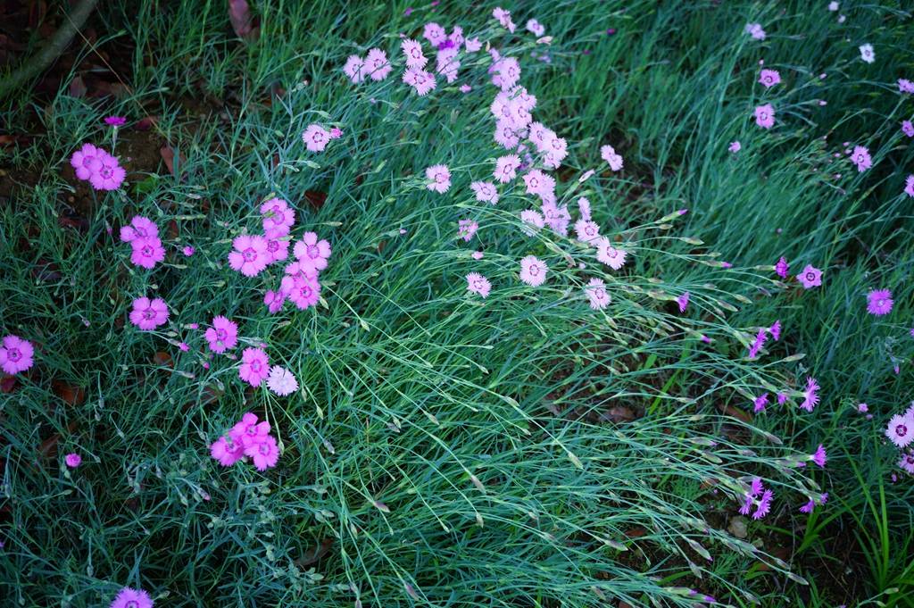 我见到的山东本土植物和园林栽培植物(504)羽瓣石竹(栽培)